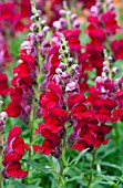 ANTIRRHINUM MAJUS LIBERTY CLASSIC CRIMSON