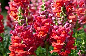 ANTIRRHINUM MAJUS LIBERTY CLASSIC SCARLET