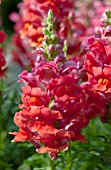 ANTIRRHINUM MAJUS LIBERTY CLASSIC SCARLET