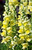 ANTIRRHINUM MAJUS ROCKET GOLDEN