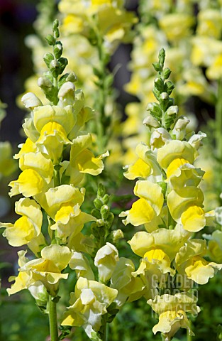 ANTIRRHINUM_MAJUS_ROCKET_GOLDEN