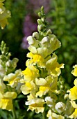 ANTIRRHINUM MAJUS ROCKET GOLDEN