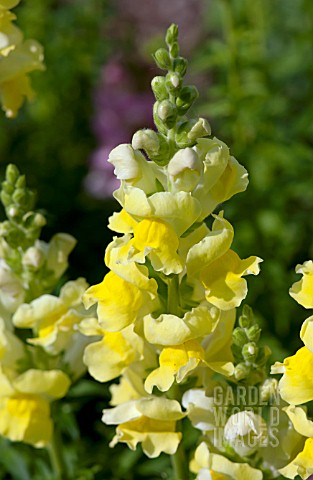 ANTIRRHINUM_MAJUS_ROCKET_GOLDEN