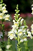 ANTIRRHINUM MAJUS ROCKET LEMON