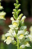 ANTIRRHINUM MAJUS ROCKET LEMON