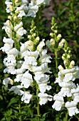 ANTIRRHINUM MAJUS ROCKET WHITE