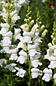 ANTIRRHINUM MAJUS ROCKET WHITE