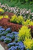 BORDER PLANTING WITH BERBERIS