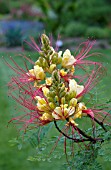 CAESALPINIA GILLIESII