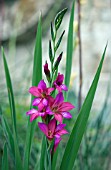 GLADIOLUS COMMUNIS BYZANTINUS