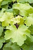 HEUCHERA PISTACHE