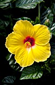 HIBISCUS ROSA-SINENSIS SUNNY WIND