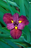 IRIS LOUISIANA BOLD PRETENDER