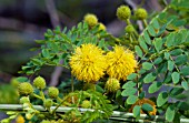 LEUCAENA RETUSA