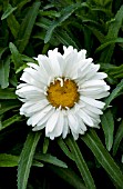 LEUCANTHEMUM SUPERBUM PALADIN