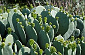 OPUNTIA ELLISIANA