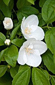 PHILADELPHUS CORONARIUS NATCHEZ