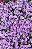 PHLOX PILOSA ELIZABETH LAWRENCE