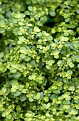 PILEA MICROPHYLLA