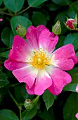 ROSA PINK DRIFT