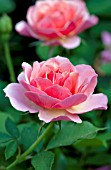ROSA TEQUILA SUNRISE