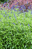 SALVIA FARINACEA HENRY DUELBERG