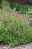 SALVIA GREGGII, PINK