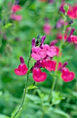 SALVIA GREGGII, PINK