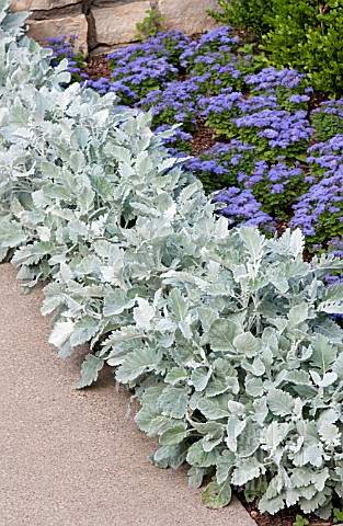 SENECIO_CINERARIA_NEW_LOOK