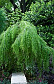 TAXODIUM CASCADE FALLS