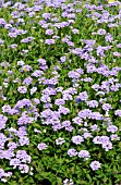 VERBENA PRINCESS DARK LAVENDER