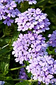 VERBENA PRINCESS DARK LAVENDER