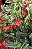 AESCHYNANTHUS RADICANS VARIEGATA