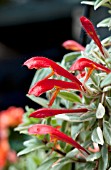 AESCHYNANTHUS RADICANS VARIEGATA