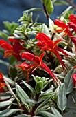 AESCHYNANTHUS RADICANS VARIEGATA