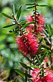 CALLISTEMON CITRINUS WOODLANDERS HARDY