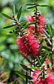 CALLISTEMON CITRINUS WOODLANDERS HARDY