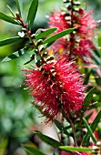 CALLISTEMON CITRINUS WOODLANDERS HARDY