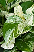 EPIPREMNUM MARBLE QUEEN