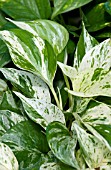 EPIPREMNUM MARBLE QUEEN