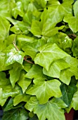 HEDERA CANARIENSIS NEON