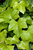 HEDERA CANARIENSIS NEON