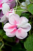 IMPATIENS PATCHWORK PINK ICE