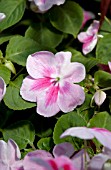 IMPATIENS WALLERIANA PATCHWORK PINK ICE