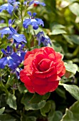 IMPATIENS WALLERIANA AND LOBELIA ERINUS