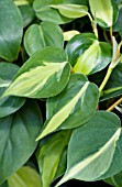 PHILODENDRON BRASIL