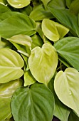 PHILODENDRON LEMON LIME