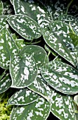 SCINDAPSUS PICTUS