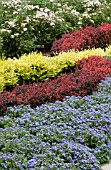 AGERATUM AND BERBERIS