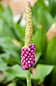 AMORPHOPHALLUS KIUSIANUS, VOODOO LILY